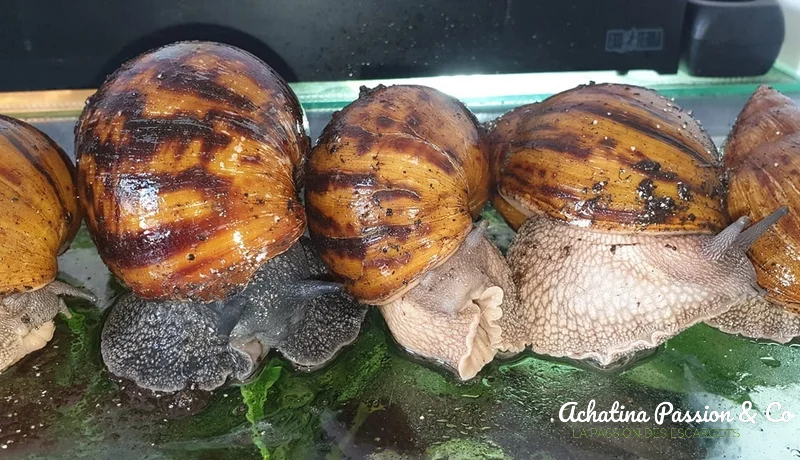 achatina achatina