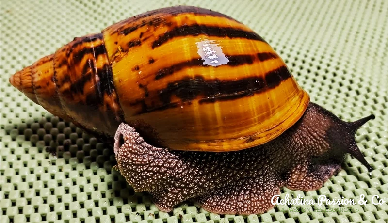 achatina achatina