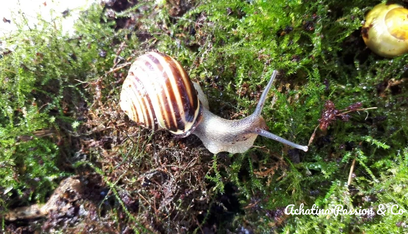 Cepaea nemoralis nemoralis