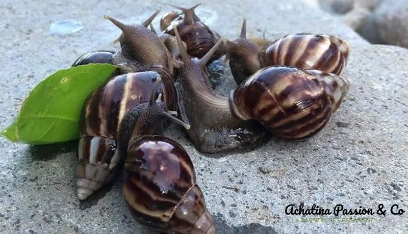 Image d'un Lissachatina fulica classique WC.