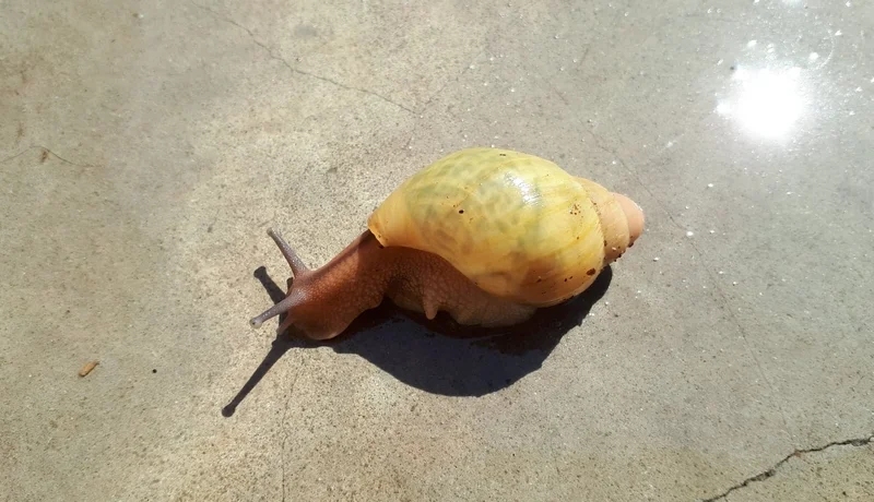 Archachatina porphyrostoma