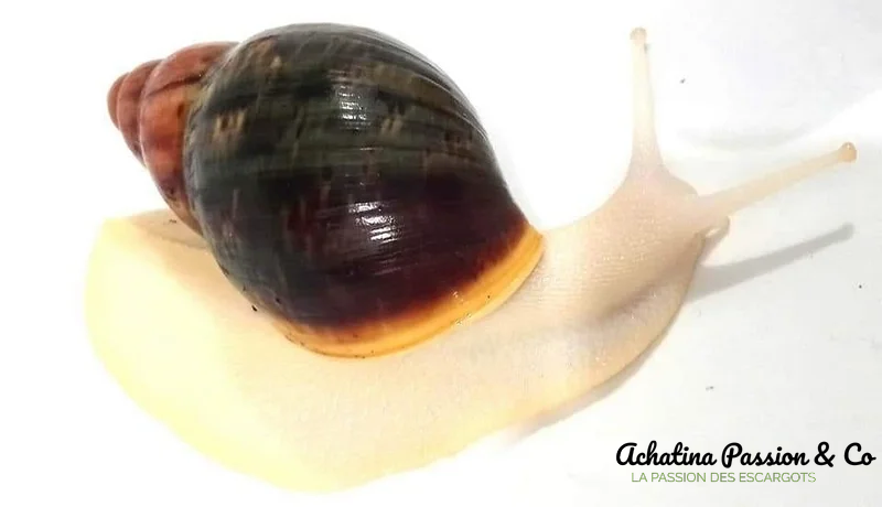 Archachatina purpurea