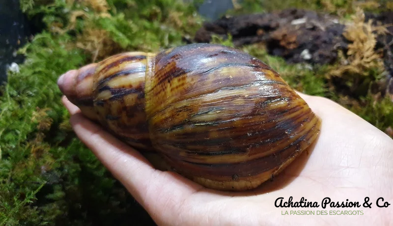 Archachatina marginata suturalis