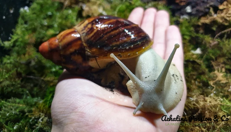 Archachatina marginata suturalis